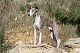 WHIPPET 118